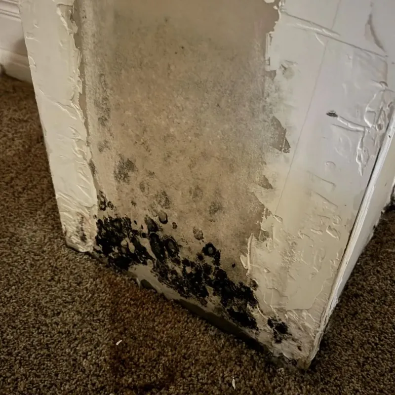 Professional Mold Removal in Rochester, NY